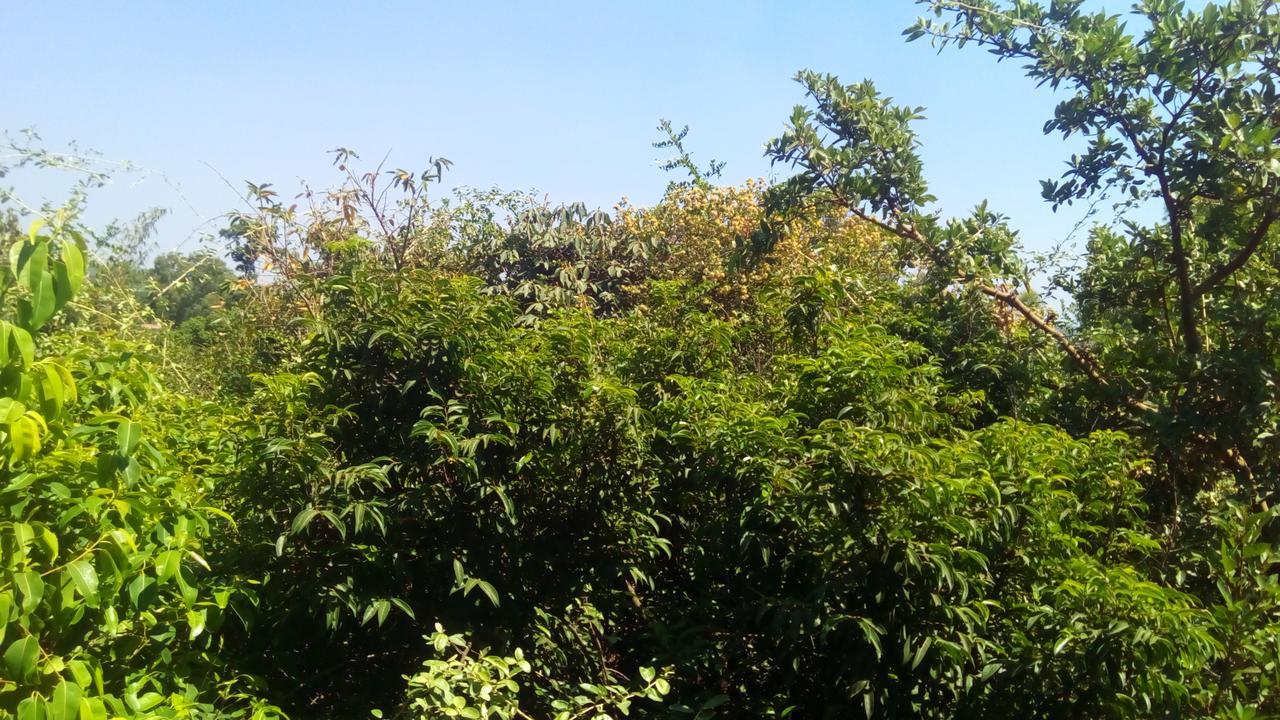 Hotel Tree Top Mahabaleshwar Ngoại thất bức ảnh